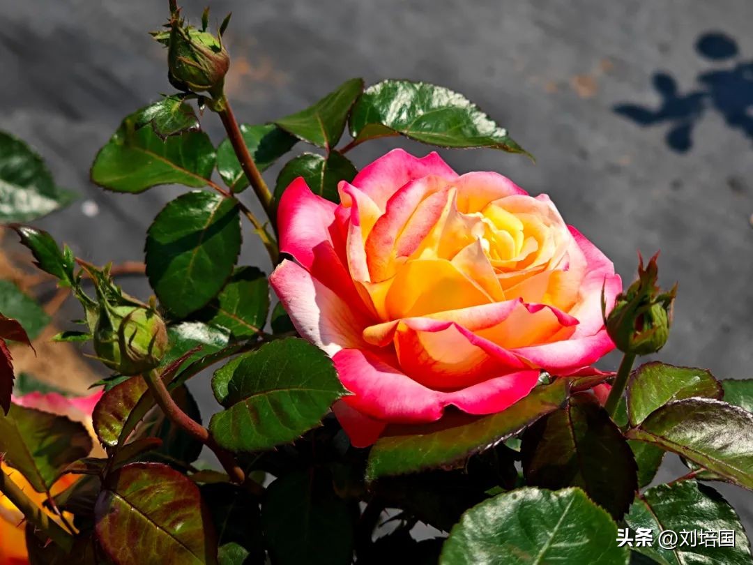 市花月季公园,市花月季