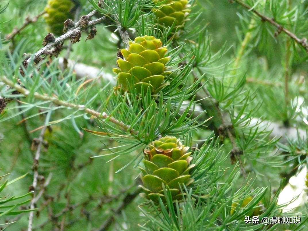 落叶松根部含二氢槲皮素功效,落叶松对人体有什么好处