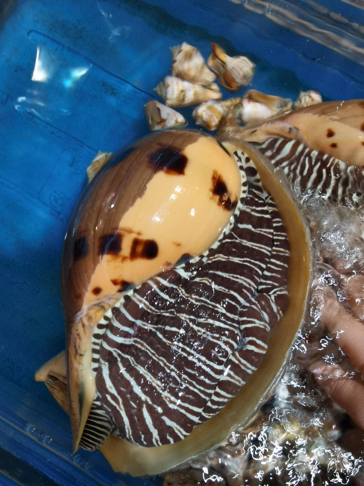 海南海鲜贝类有哪些,海南海鲜贝类