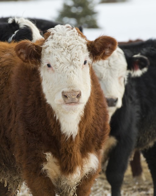 饲料价格如何降低养殖成本,饲料成本在养殖成本中占比多少