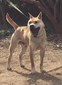 《狗王老笨的英雄路》2：七星犬自有天助，单耳立狗王大战群雄