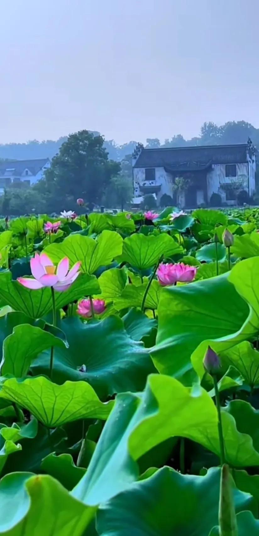 分享一组荷花图,分享一张你与荷花的照片