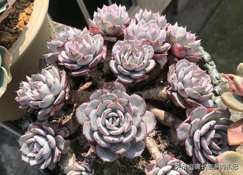 黄丽多肉木质化杆可以发根吗,木质化的多肉老桩光杆能扦插吗