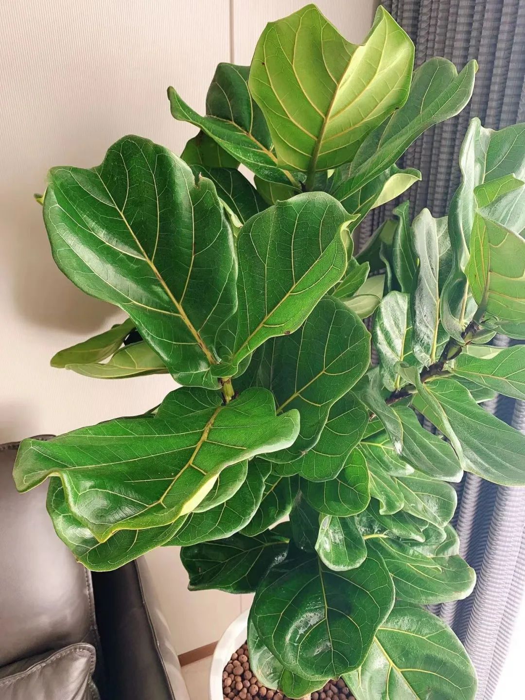 寓意最好的十大盆栽花卉,好运当头的花卉