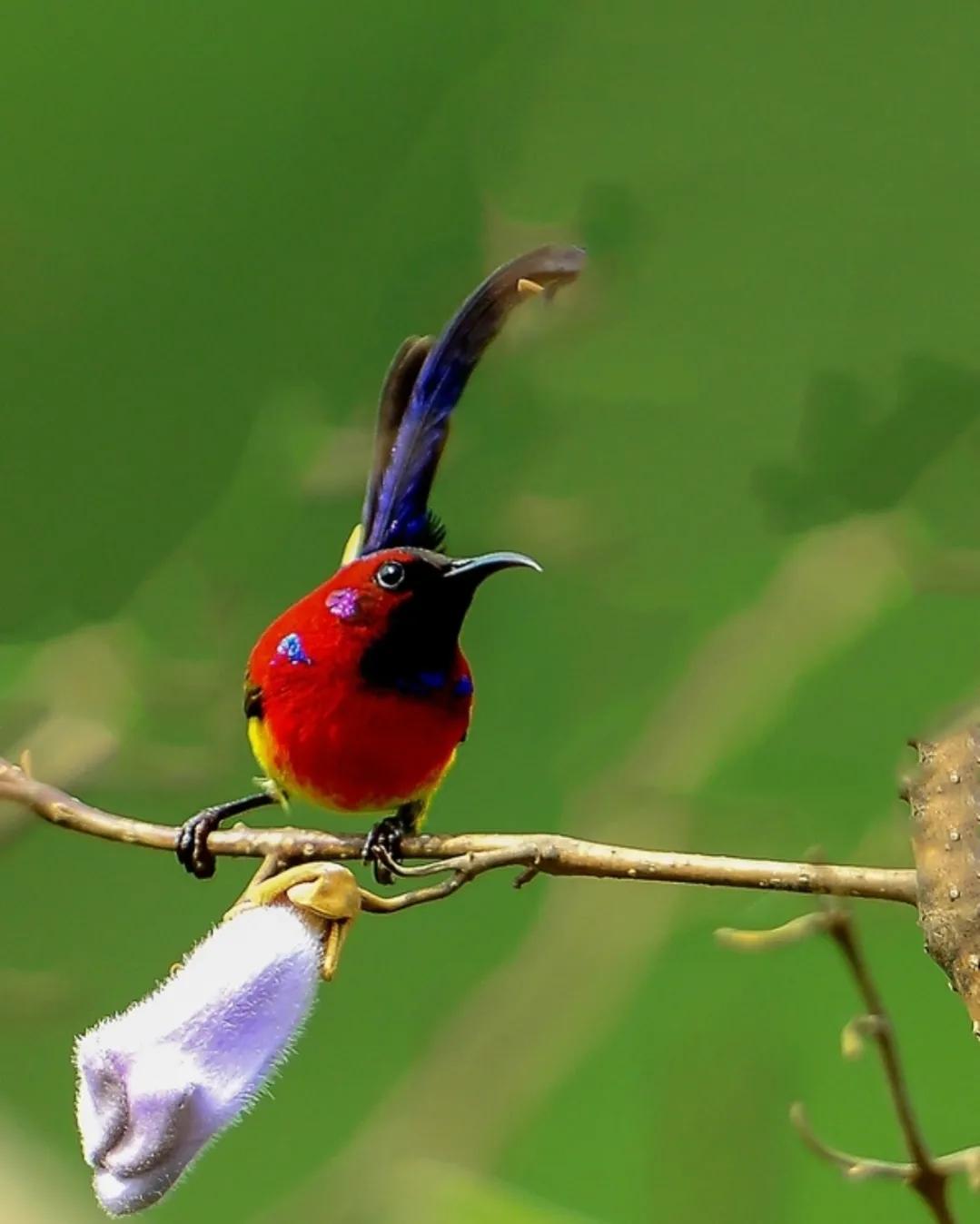 太阳鸟花的图片,太阳鸟精彩图片