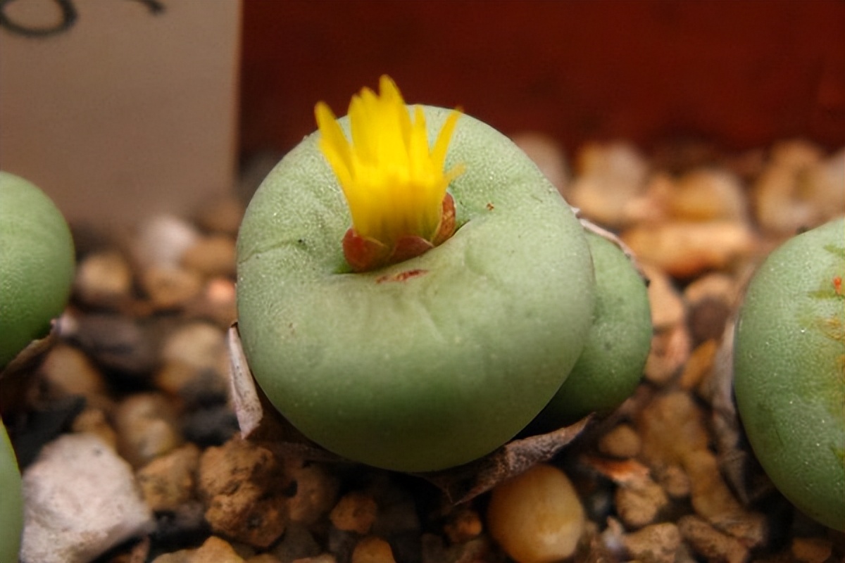 女子8年种多肉成多肉界天花板,100种多肉造型图