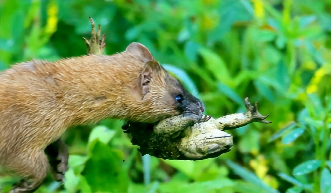 ​暗黑料理：鼠肉烹饪竟比鸭脖历史更悠久