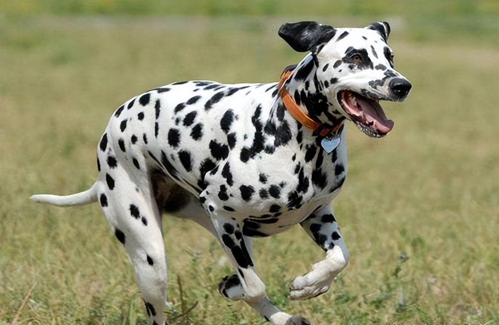 斑点狗为什么现在很少见,斑点狗这么可爱为什么很少人养