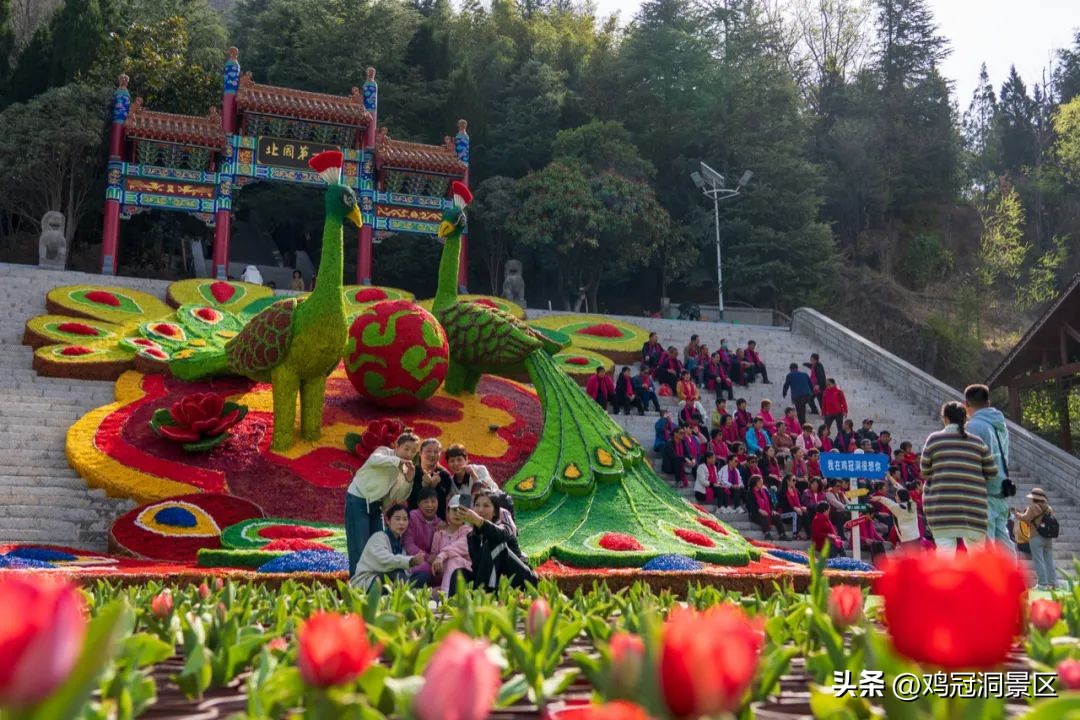 郁金香玫瑰花语是什么,金色郁金香花语和寓意