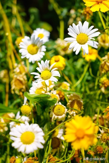 落英缤纷头条文章,落英缤纷芳草鲜美