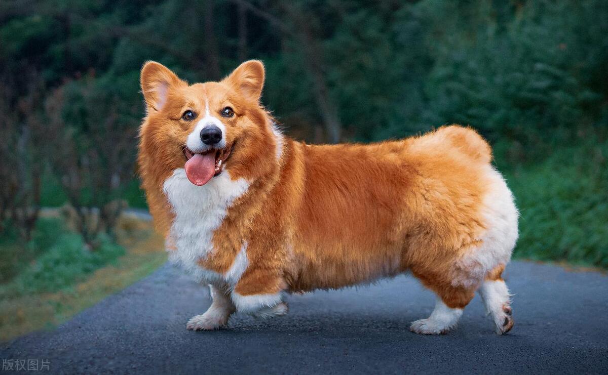 狗狗鱼骨头卡住症状,狗狗骨头卡住好几天没吃东西