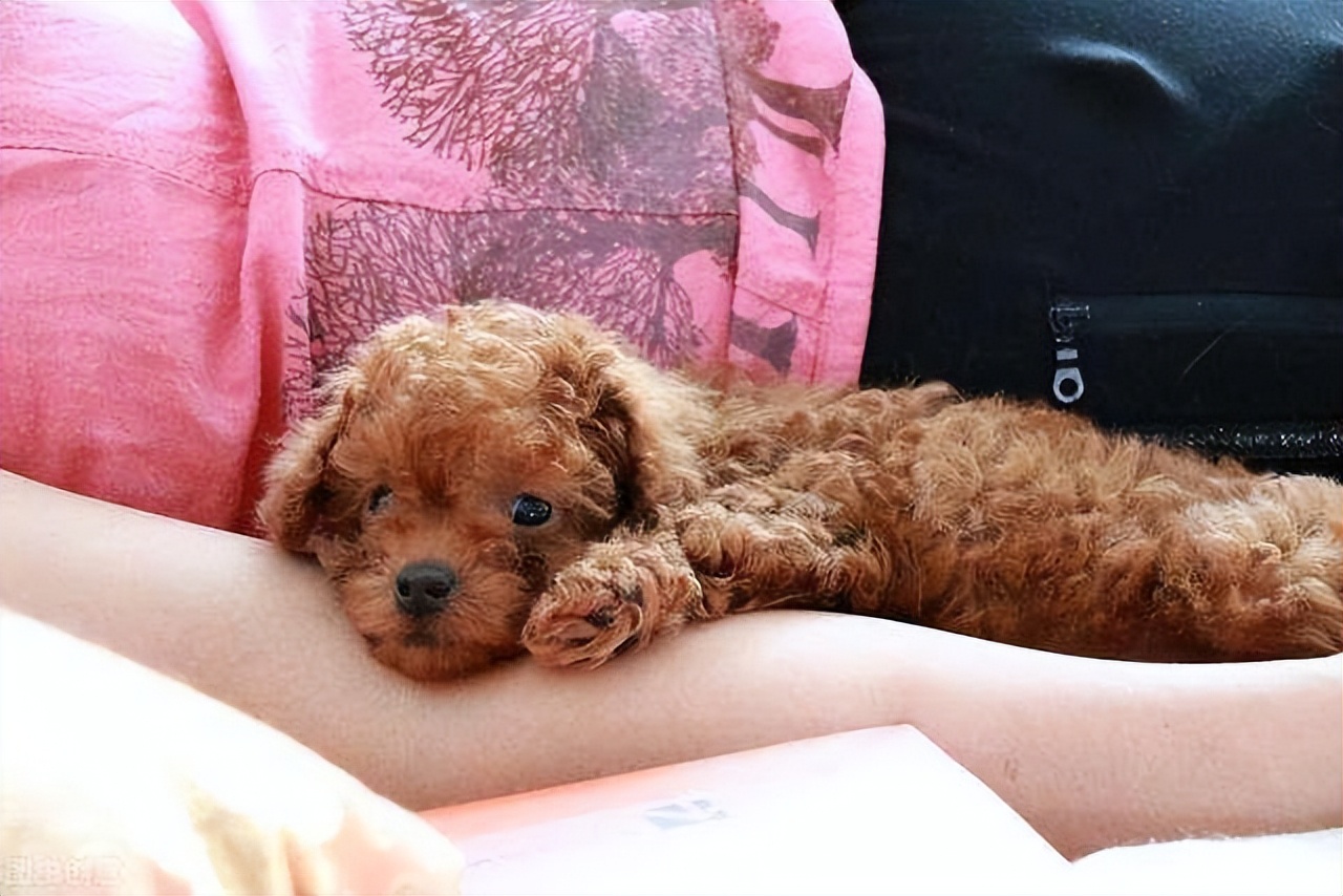 泰迪五大表现证明被你养熟了,泰迪尴尬期怎么处理好