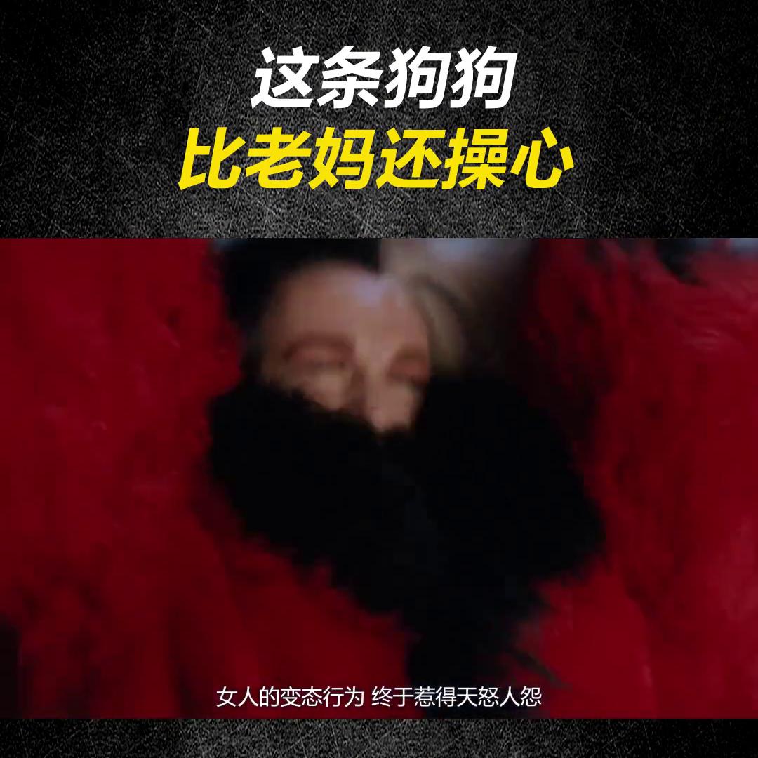 一只斑点狗可以长到多大,斑点狗有多可怜