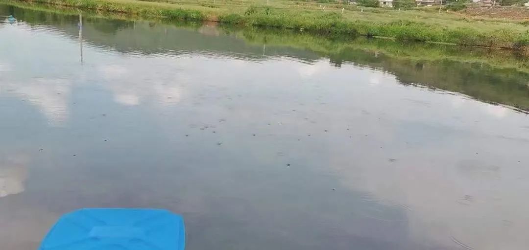 对虾纤毛虫如何处理,对虾怎么治纤毛虫