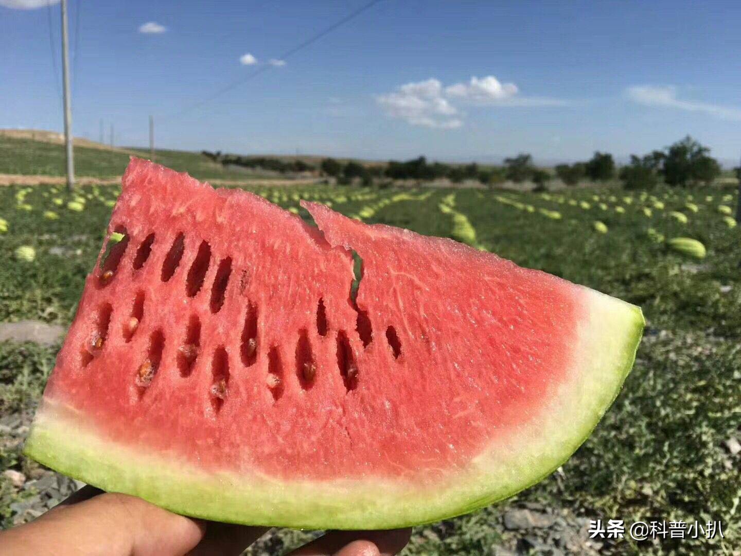 硒砂瓜种植现存问题,种植硒砂瓜的有利自然条件有哪些