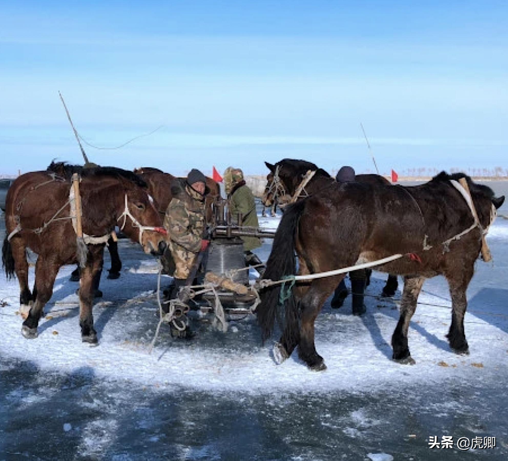 天价鱼的秘密：300万一条38斤的鱼，查干湖胖头鱼曾是帝王特供？