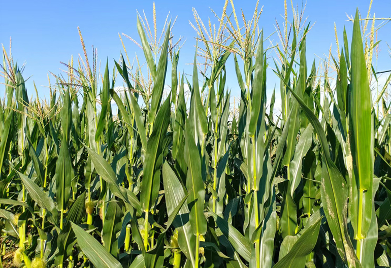 立秋当天下雨有什么说法,立秋当天下雨好还是不下雨好