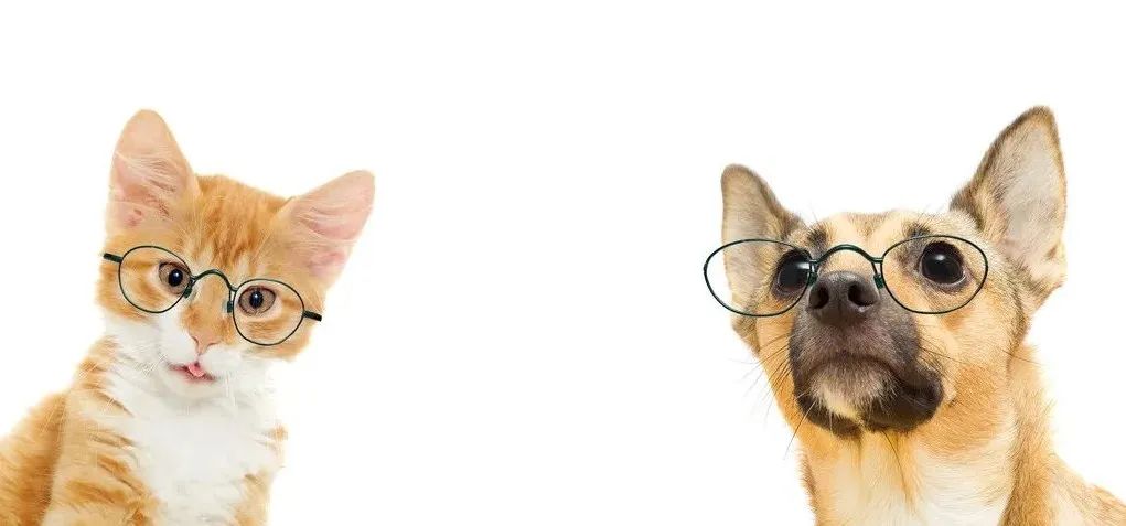 天猫京东大兵压境,垂直宠物电商易宠、波奇还有未来吗?