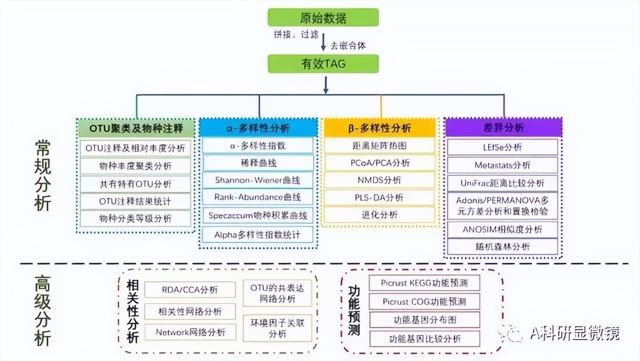 肠道菌群研究成功案例,肠道菌群16s测序结果如何看