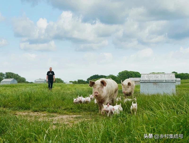 涓归害鐨囧閽荤煶鐨囧啝,涓归害鐨囧啝s绯诲垪