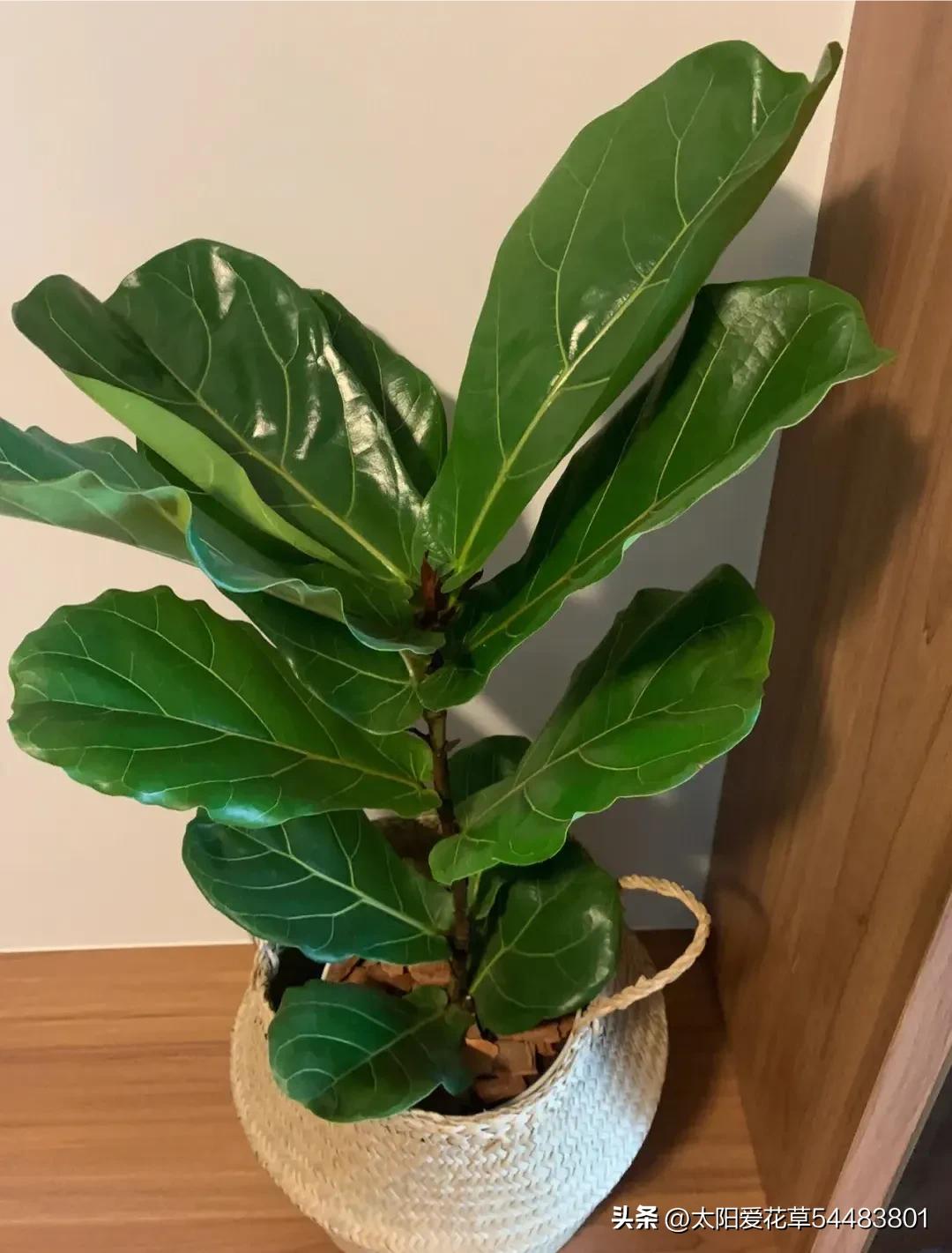 客厅常绿盆栽小型,适合室内养殖的大型常绿植物