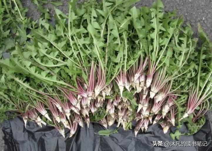 秋天郑州挖野菜的好去处,郑州挖野菜的好去处