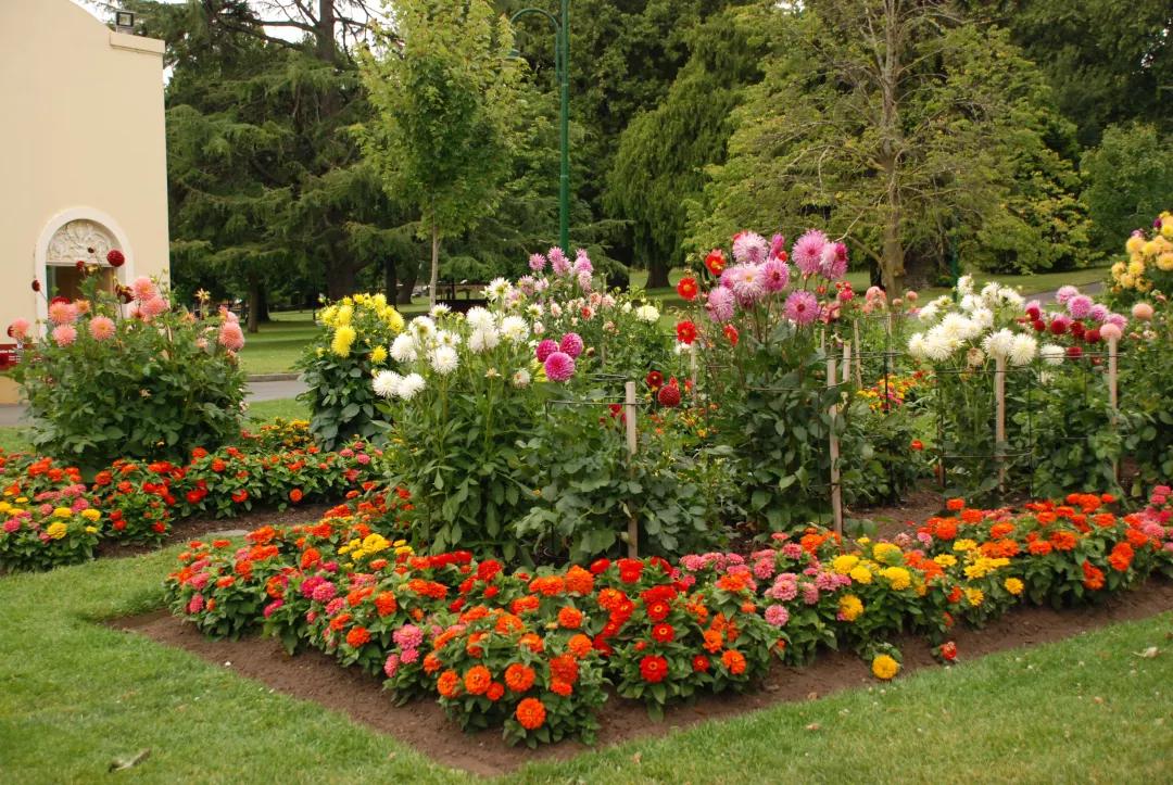 夏天养3种花，必须“心狠手辣”！风吹日晒多淋雨，呼呼开爆花！