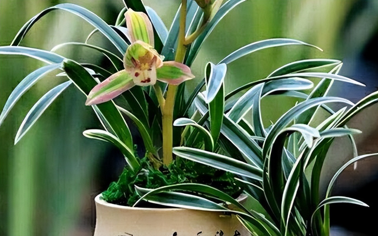 墨兰金边兰花哪个品种最好,兰花带金边的叫什么兰