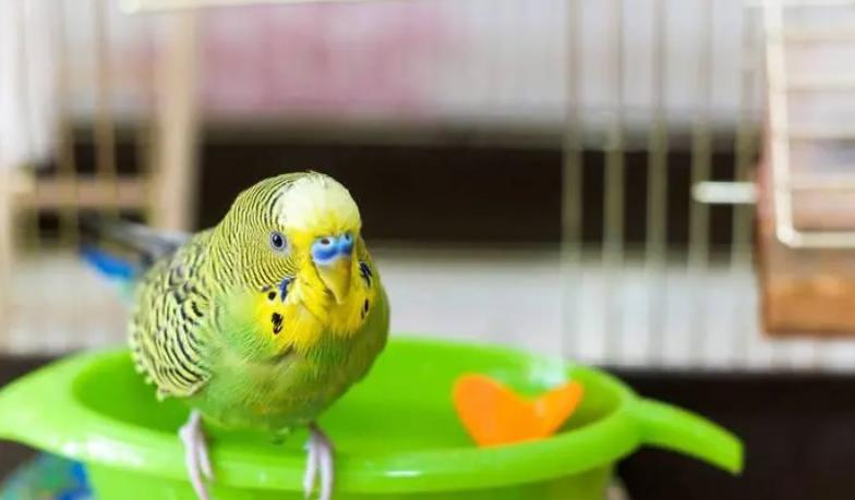 新手养鹦鹉的6大禁忌,养鹦鹉的新手应该注意哪些
