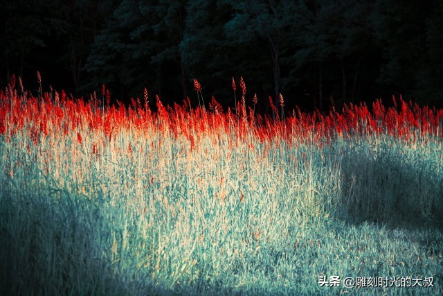 ai摄影师获奖,ai和摄影结合的摄影师
