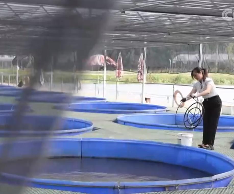 湖北女子独创大桶养鱼新模式，一桶鱼能卖到5万元，靠此年入百万