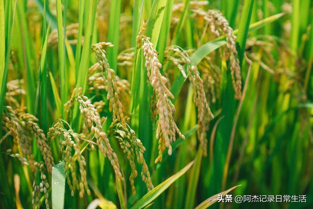 无土种植水稻的具体方法,日本水稻种植方法视频