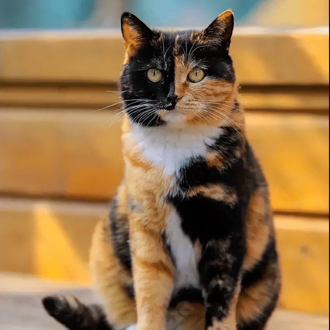 玳瑁猫优点和缺点,玳瑁猫为什么总被遗弃