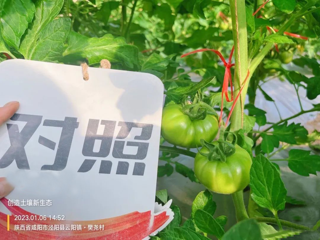 番茄出现畸形果的原因,番茄畸形果是什么原因引起