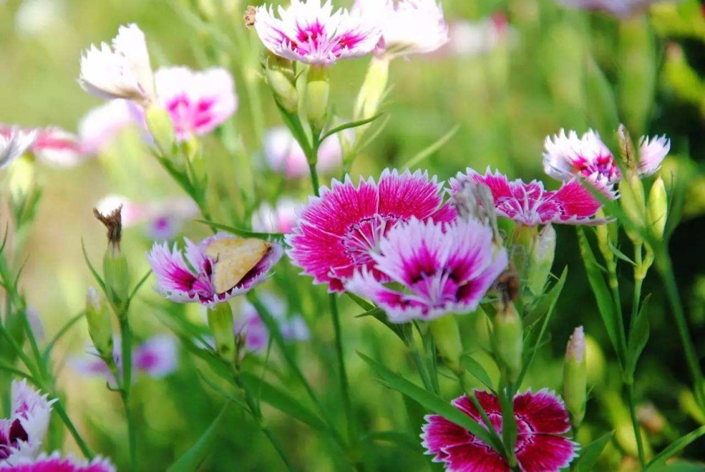 清明期间开的野花有哪些,清明节野花