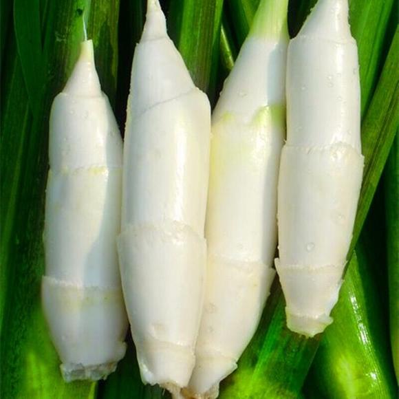 可以吃的野菜大全100种图解,教你认识100种野菜