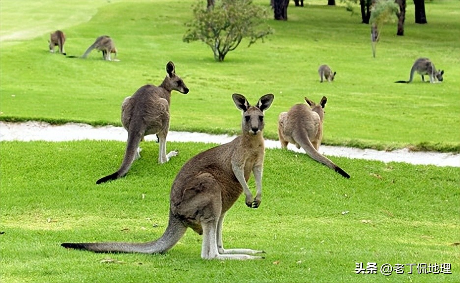 世界杯巡礼桑巴军团6,世界杯袋鼠军团