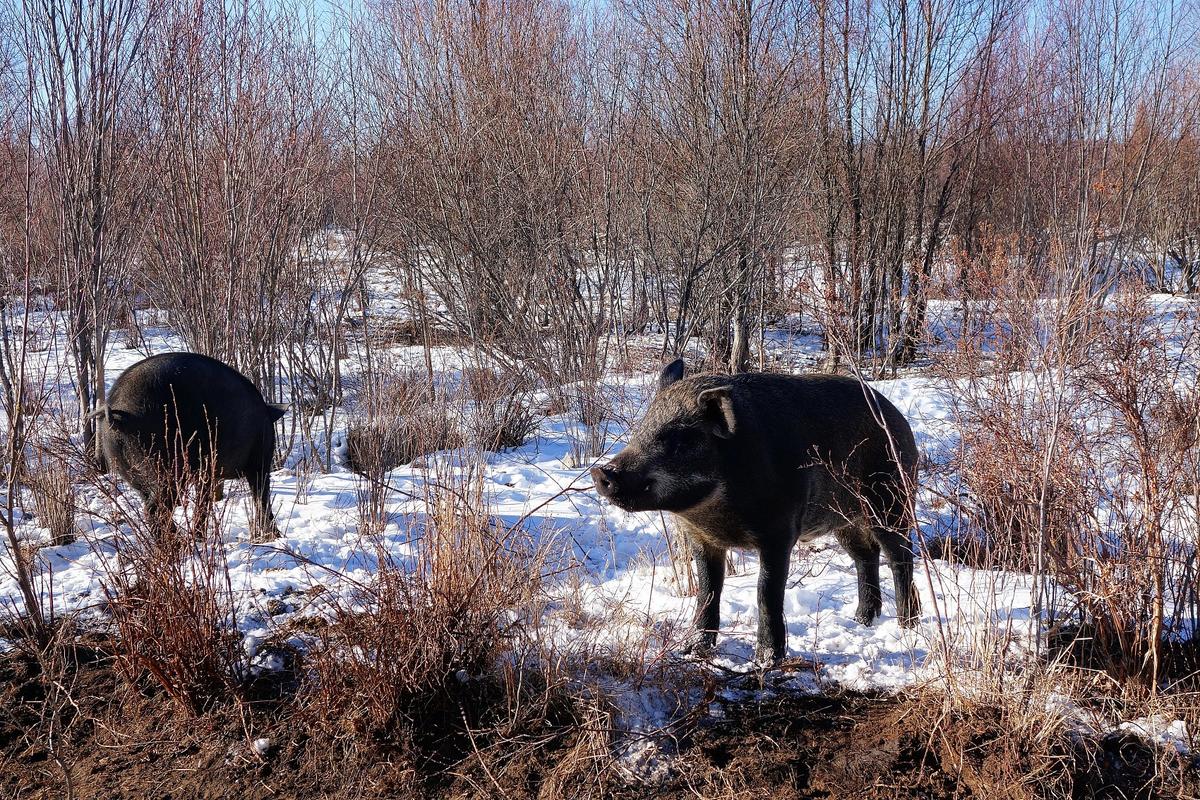 野猪怎么养殖视频播放,野猪的养殖技术方法有哪些