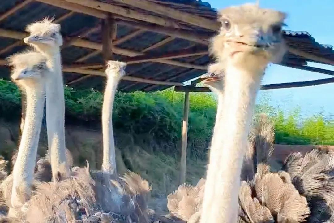 80后青年农民养殖鸵鸟,大学生回来养鸵鸟创业