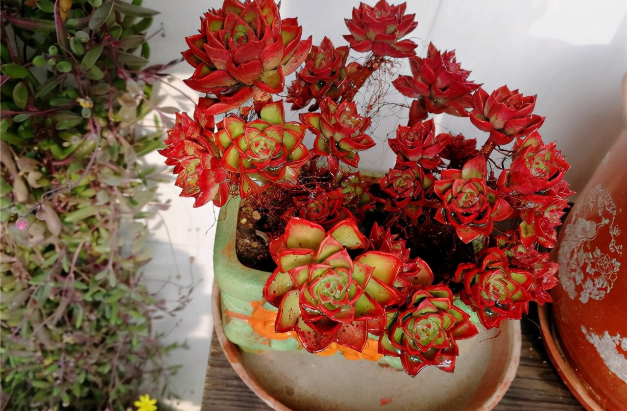 多肉蒂亚玫瑰怎么养,多肉蒂亚怎么养才能爆盆