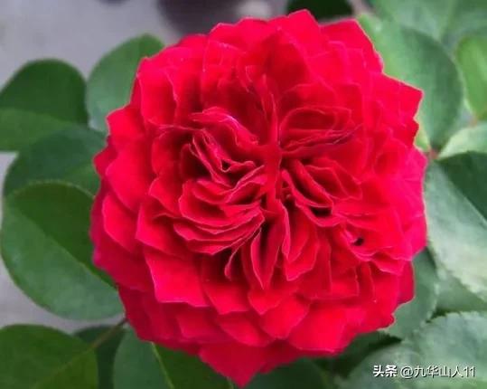 藤本月季品种列表,小型的藤本月季品种