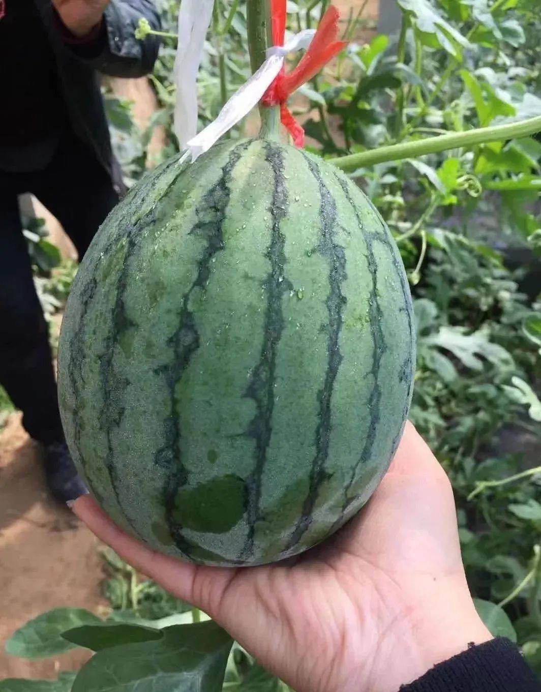 今年夏天最好吃的西瓜,10种最好吃的西瓜