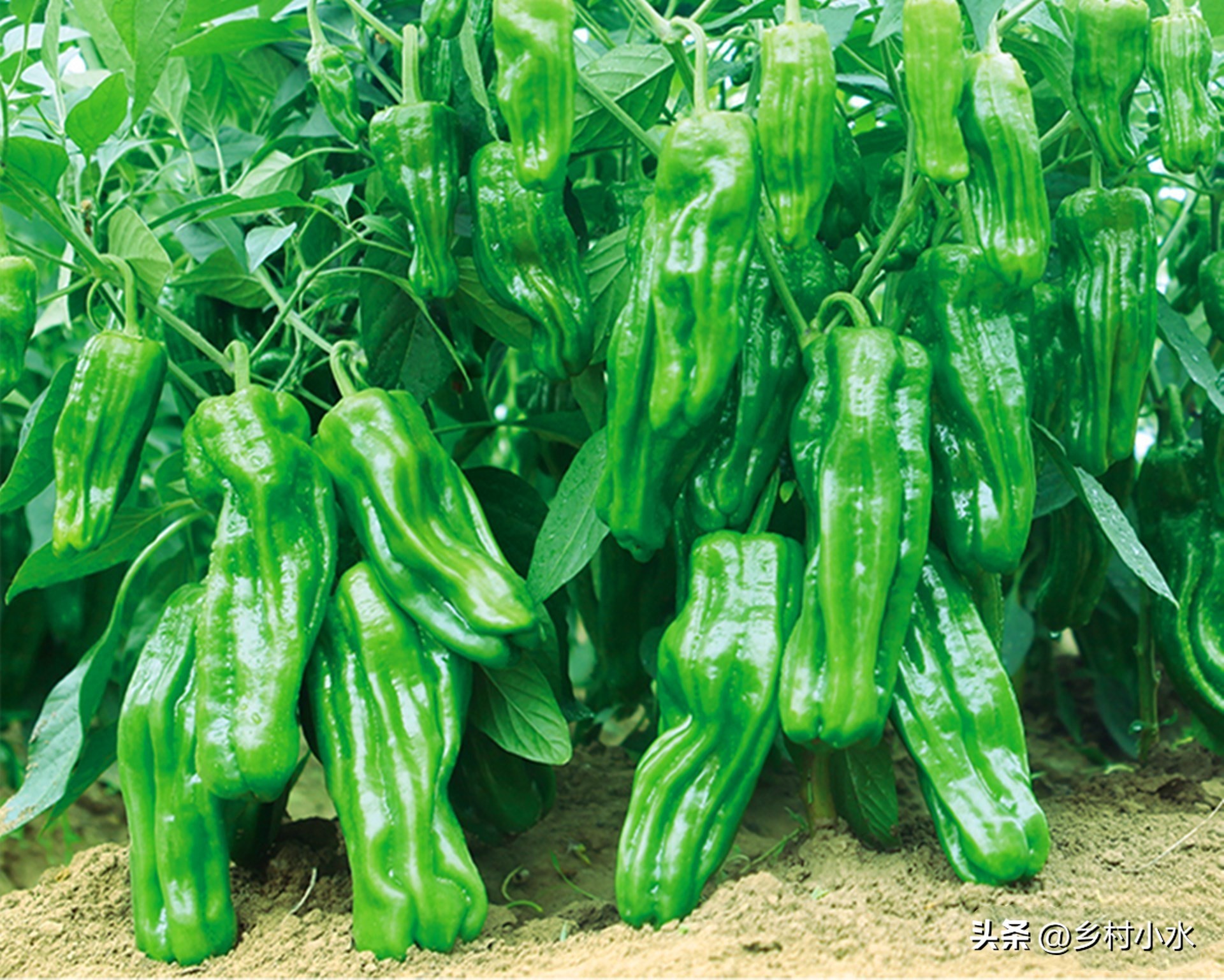 辣椒缺什么素易黄叶掉叶,辣椒缺镁黄叶怎么办