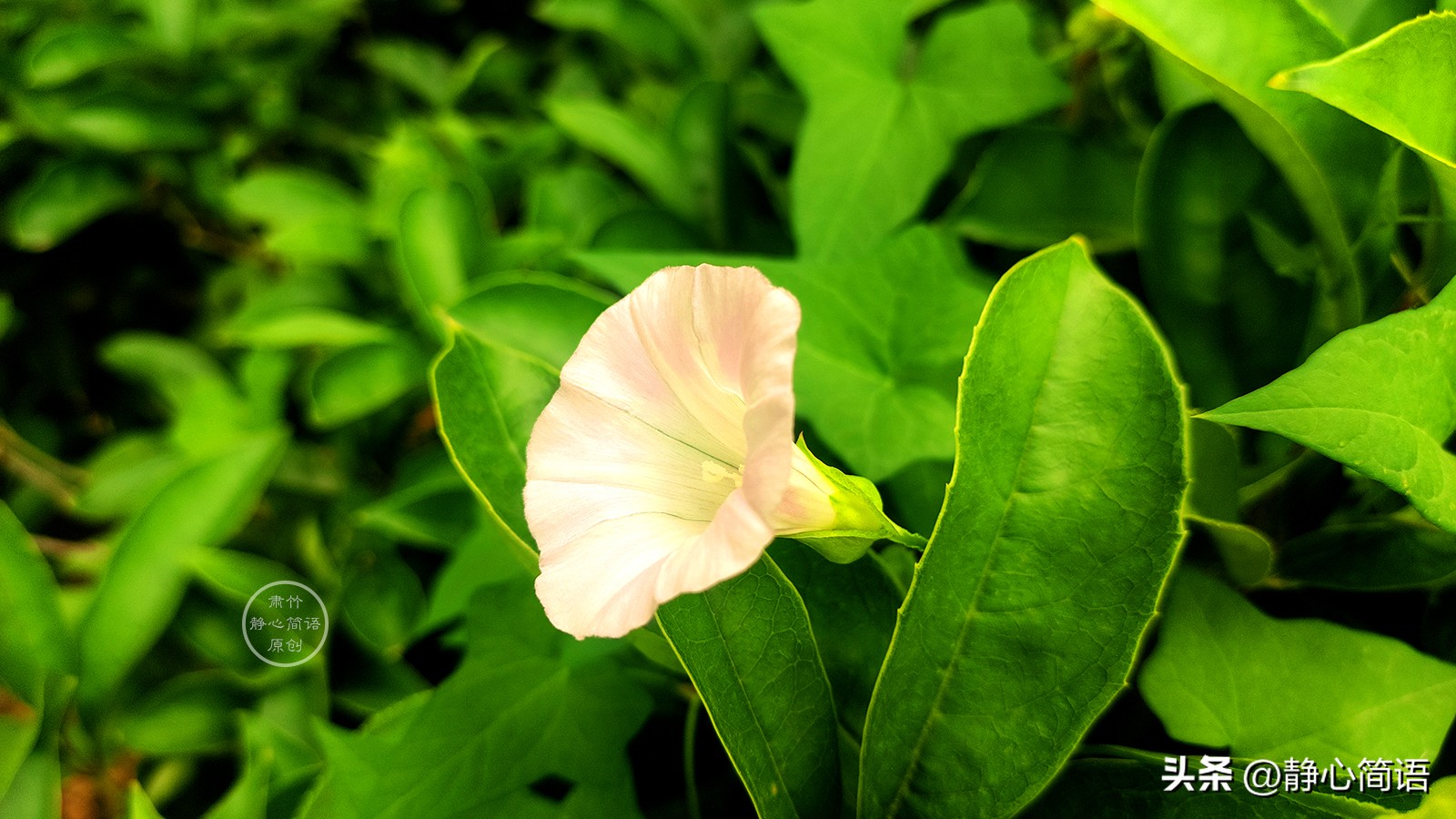 没有拉黑是给彼此最后一点尊重,没有拉黑只是不想有任何联系