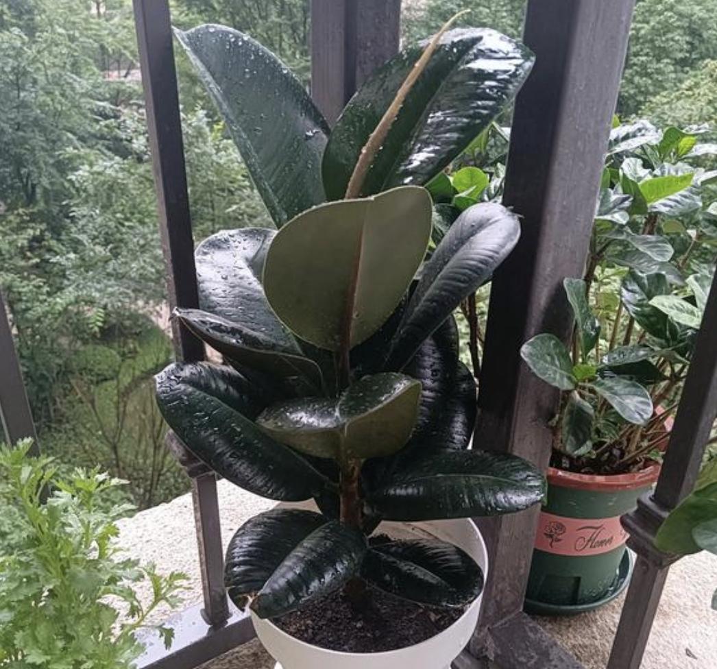 家里养哪种树比较好养,最适合家里养的5种树