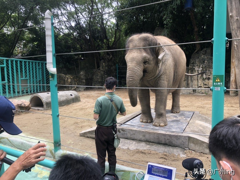 世界大象日了解亚洲象大种群,大象培育巨象