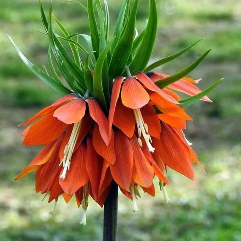 罕见漂亮的鲜花,全球最漂亮的鲜花