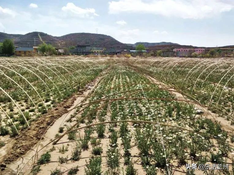 兰州西固风景区有哪些,不出兰州看丹霞