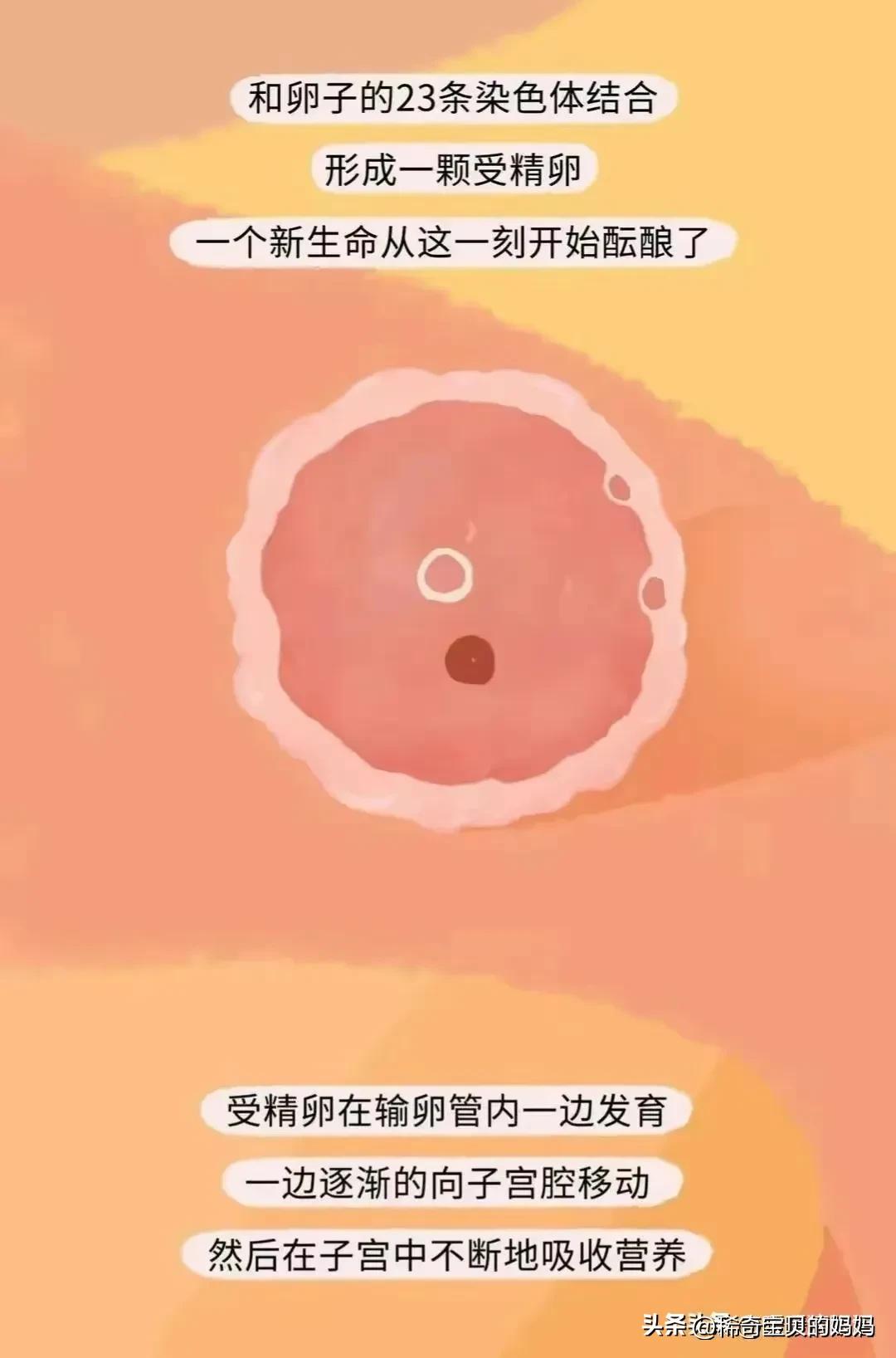 小蝌蚪漫画,科普知识小蝌蚪怎么成长为青蛙