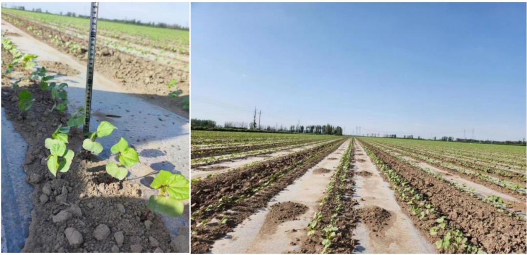 【调研】新年度*疆新**棉花种植情况如何？